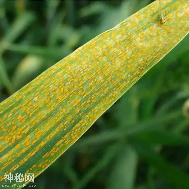这药打上就见效，农民手里的“杀菌王”真菌、细菌、病毒病都管用-5.jpg
