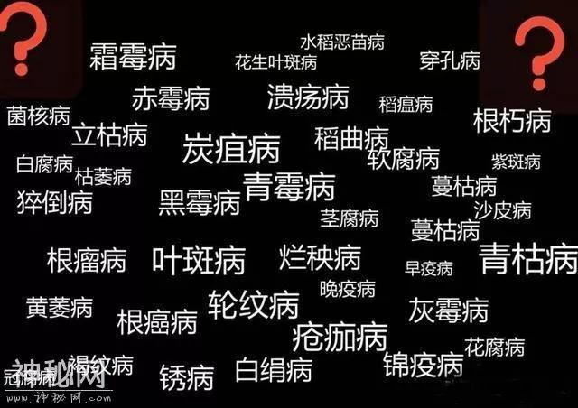 这药打上就见效，农民手里的“杀菌王”真菌、细菌、病毒病都管用-2.jpg