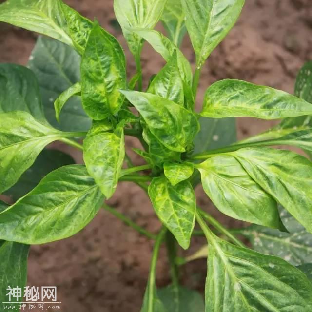 这药打上就见效，农民手里的“杀菌王”真菌、细菌、病毒病都管用-11.jpg