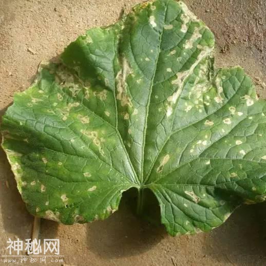 这药打上就见效，农民手里的“杀菌王”真菌、细菌、病毒病都管用-8.jpg