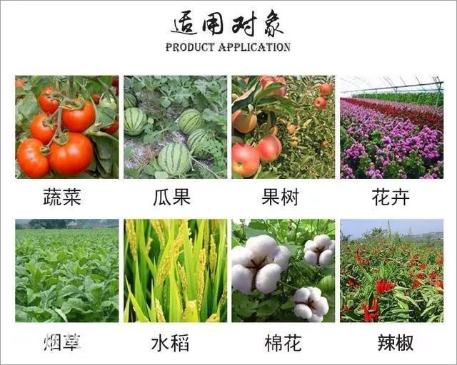 这药打上就见效，农民手里的“杀菌王”真菌、细菌、病毒病都管用-12.jpg