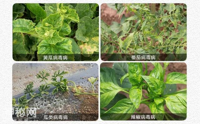 一直困扰农民的真菌、细菌、病毒三大病害，用这法解决，不服不行-6.jpg