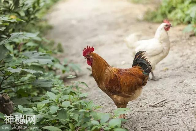 警惕！H7N9禽流感病毒进入高发季！鸡肉怎样吃更放心？你想知道的都在这里-1.jpg