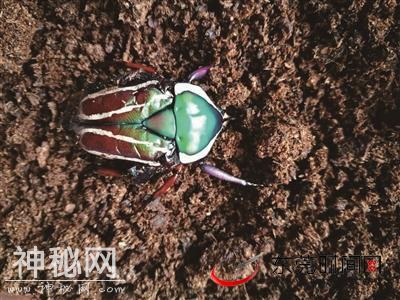 为了让孩子感知自然了解生命 东莞这位生物老师办公室藏着“微型爬宠馆”-1.jpg