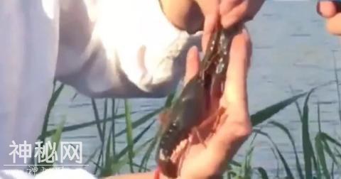 这种愁坏埃及渔民的生物 走上了中国人的餐桌-5.jpg