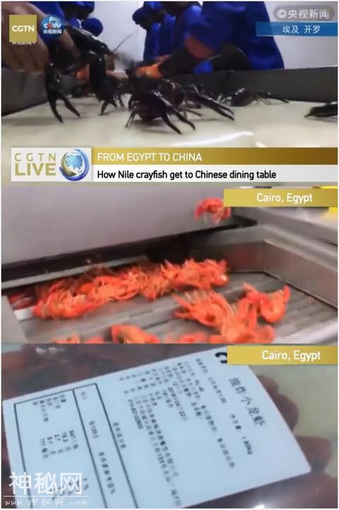 这种愁坏埃及渔民的生物 走上了中国人的餐桌-4.jpg