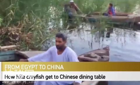 这种愁坏埃及渔民的生物 走上了中国人的餐桌-8.jpg