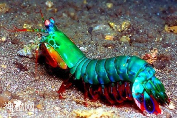 是螳螂还是虾？都不是，这种神奇海下生物是另一类海洋动物-2.jpg