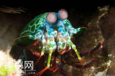 是螳螂还是虾？都不是，这种神奇海下生物是另一类海洋动物-3.jpg