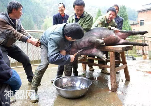 寻找镜头下的真民俗，这些真真假假的“民俗”你能分清吗？-6.jpg