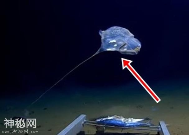 奇怪生物现身印度洋7000米海底　形状如水母发蓝光-1.jpg