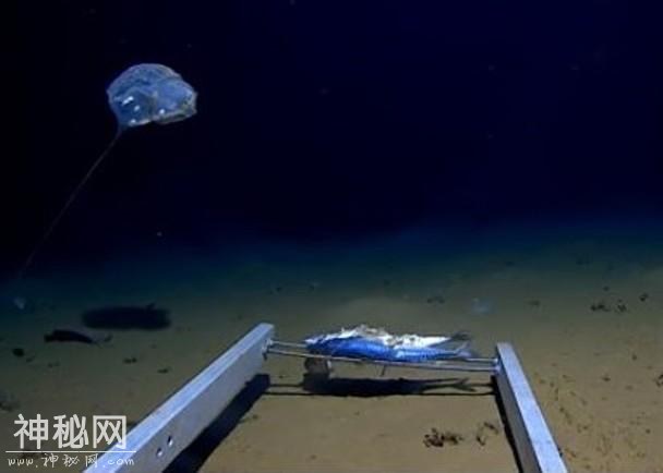 奇怪生物现身印度洋7000米海底　形状如水母发蓝光-2.jpg