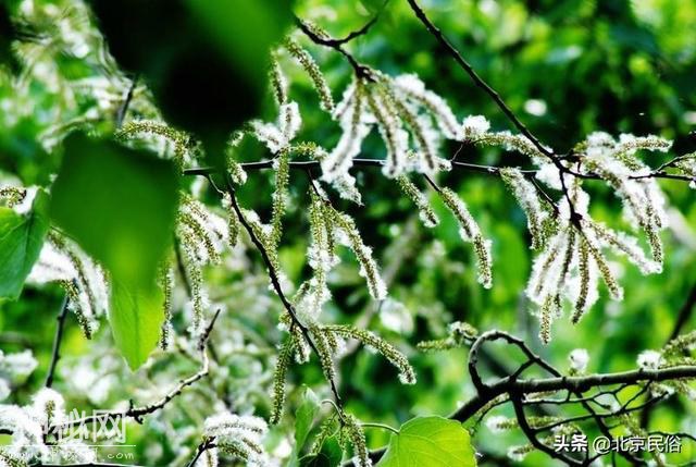 北京又到了，柳絮满天飞的时节，近年杨柳絮治理的怎么样了？-5.jpg