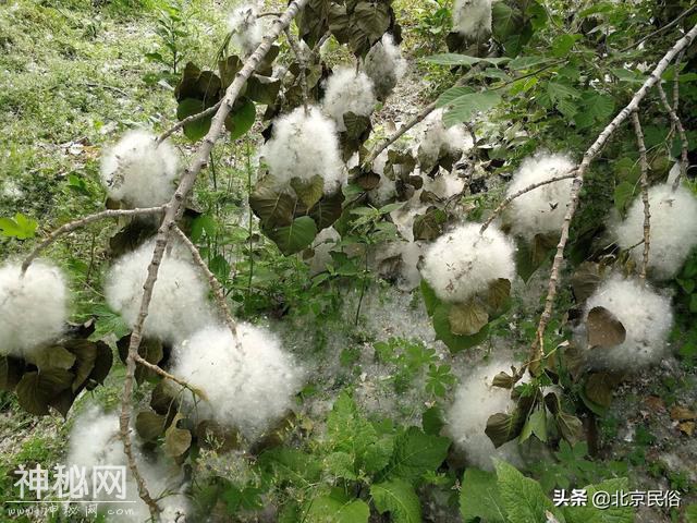 北京又到了，柳絮满天飞的时节，近年杨柳絮治理的怎么样了？-7.jpg