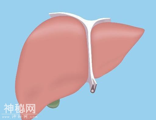 检查乙肝病毒DNA有哪些作用？7个作用不容小觑！-3.jpg