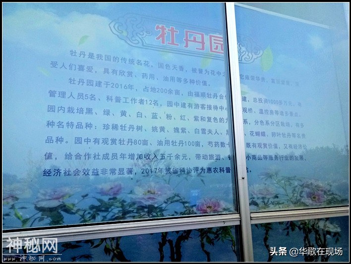 西顺河农民大妈塔台民俗歌舞，助力大泽天香牡丹节：花香歌甜舞美-5.jpg