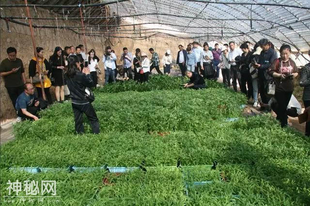 科技杨凌 | 聚焦千亿产业，陕西设施蔬菜生产大培训启幕！-7.jpg