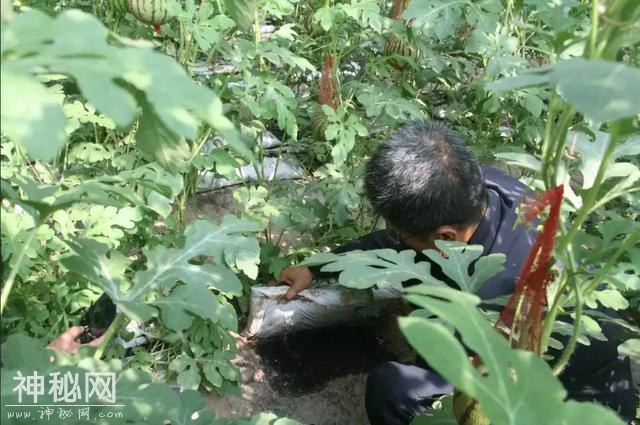 科技杨凌 | 聚焦千亿产业，陕西设施蔬菜生产大培训启幕！-12.jpg