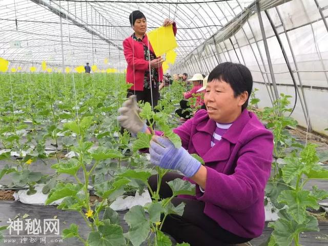 科技杨凌 | 聚焦千亿产业，陕西设施蔬菜生产大培训启幕！-17.jpg