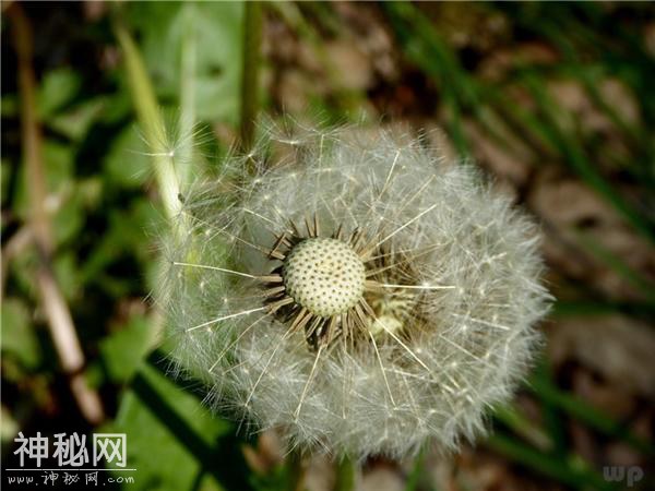 蒲公英和此物泡，湿气没了，皮肤细腻了，排肝毒，身体越来越好-1.jpg