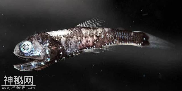 那些深海里的生物，如何做到在高压强环境下生存的？-6.jpg