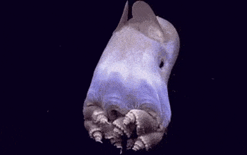 那些深海里的生物，如何做到在高压强环境下生存的？-7.jpg