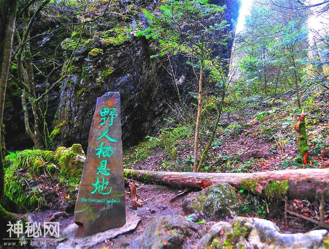 神农架到底有没有野人？40多年来，有谁真正见到了野人？-11.jpg