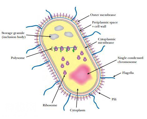 生物实验里的"工作狂"，细菌界的"人气王"：大肠杆菌-3.jpg