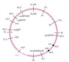 生物实验里的"工作狂"，细菌界的"人气王"：大肠杆菌-4.jpg