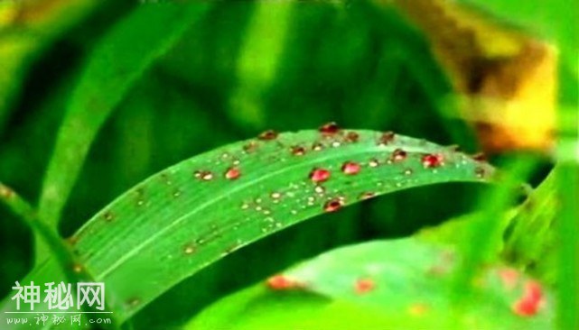 盘点10种罕见的自然现象，大部分人只见过第五个-4.jpg