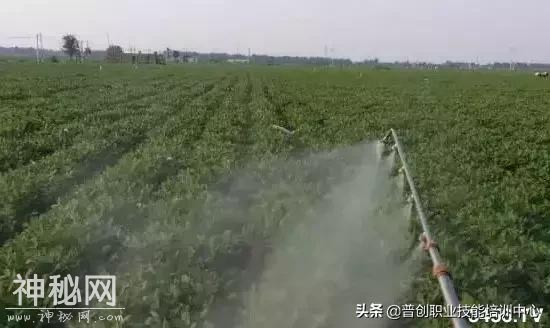 花生控旺什么时候打，怎么打，控旺剂的使用方法与注意事项-4.jpg