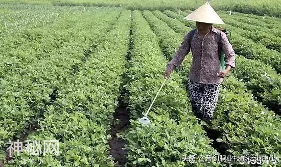 花生控旺什么时候打，怎么打，控旺剂的使用方法与注意事项-2.jpg