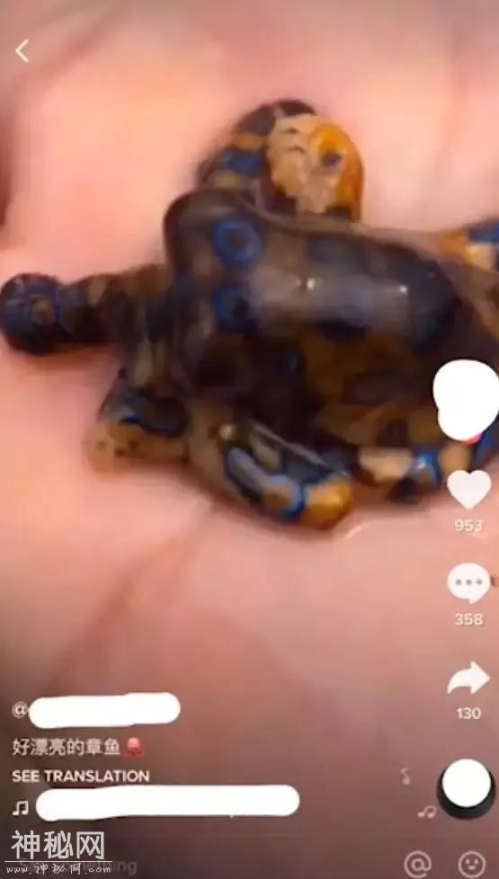 细思极恐！这种海边常见的美丽生物，遇到了躲远点-9.jpg