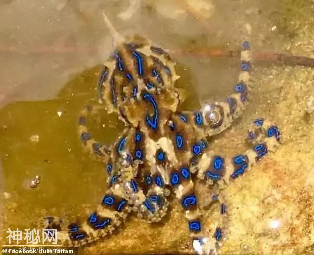 细思极恐！这种海边常见的美丽生物，遇到了躲远点-6.jpg