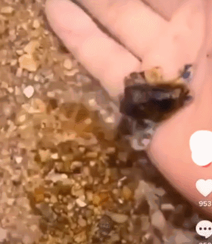 细思极恐！这种海边常见的美丽生物，遇到了躲远点-11.jpg