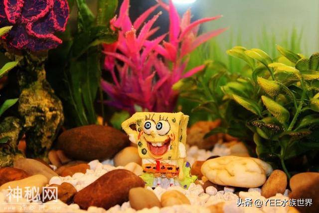 家中常备硝化细菌，定期补充，养鱼有底气-8.jpg