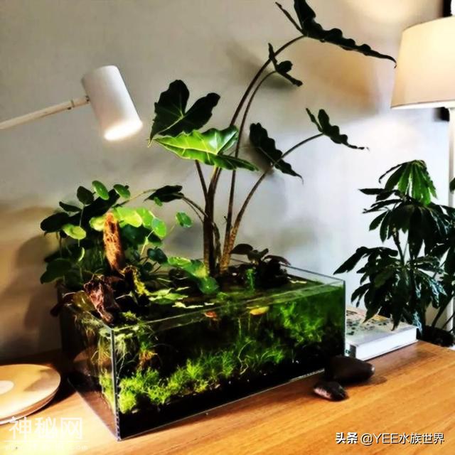 家中常备硝化细菌，定期补充，养鱼有底气-2.jpg
