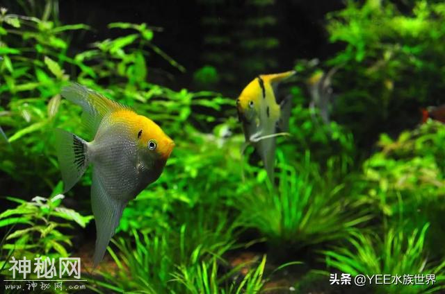 家中常备硝化细菌，定期补充，养鱼有底气-9.jpg