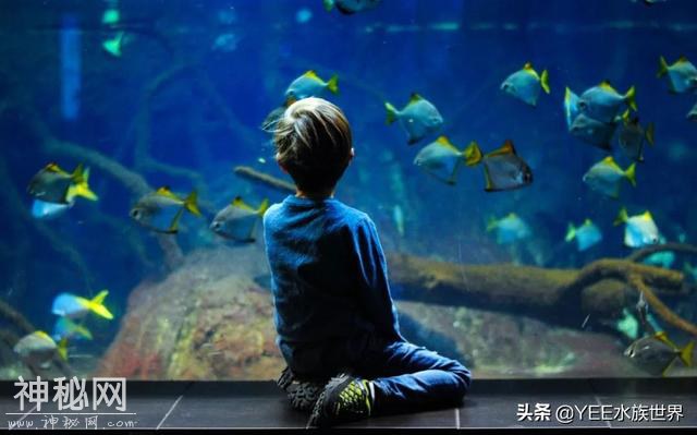 家中常备硝化细菌，定期补充，养鱼有底气-12.jpg