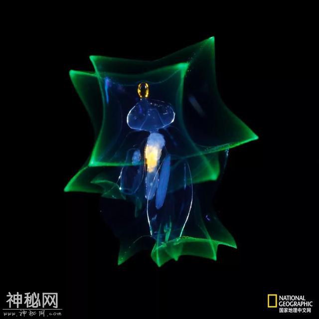这些“暗黑”生物，能治好你的深海恐惧症-10.jpg