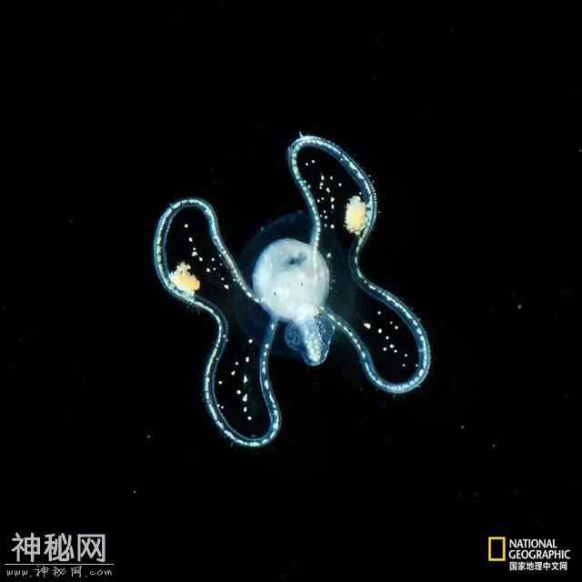 这些“暗黑”生物，能治好你的深海恐惧症-14.jpg