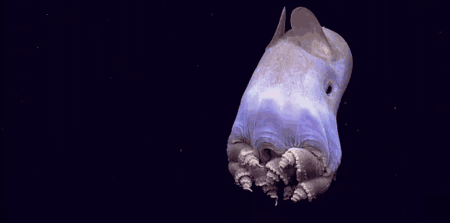 这些“暗黑”生物，能治好你的深海恐惧症-4.jpg