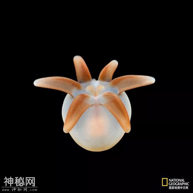 这些“暗黑”生物，能治好你的深海恐惧症-12.jpg