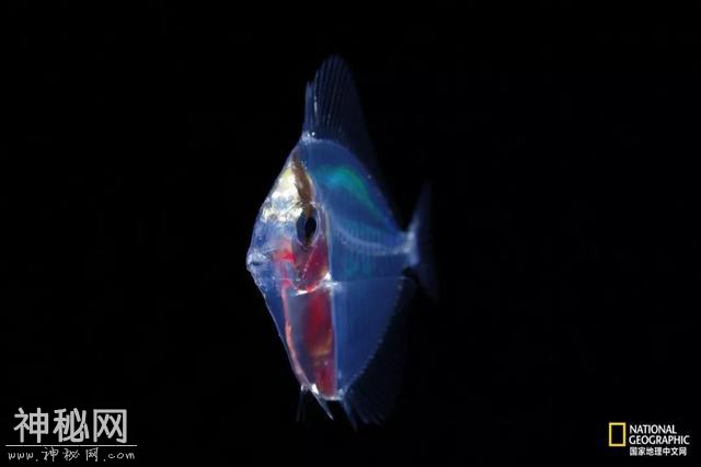 这些“暗黑”生物，能治好你的深海恐惧症-13.jpg