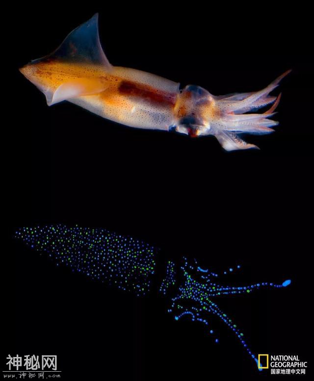 这些“暗黑”生物，能治好你的深海恐惧症-20.jpg