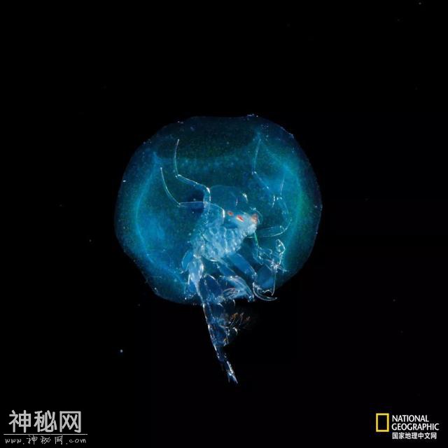 这些“暗黑”生物，能治好你的深海恐惧症-18.jpg