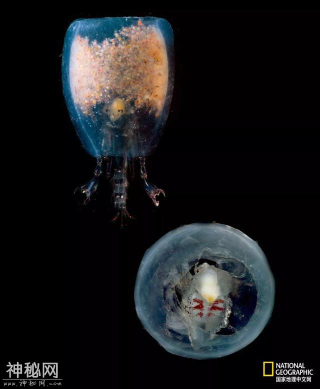 这些“暗黑”生物，能治好你的深海恐惧症-21.jpg
