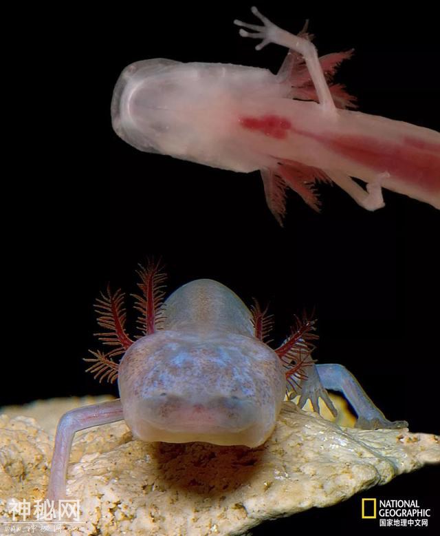 这些“暗黑”生物，能治好你的深海恐惧症-22.jpg