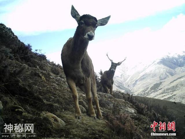 “秘境之眼”记录澜沧江源多种野生动物-5.jpg