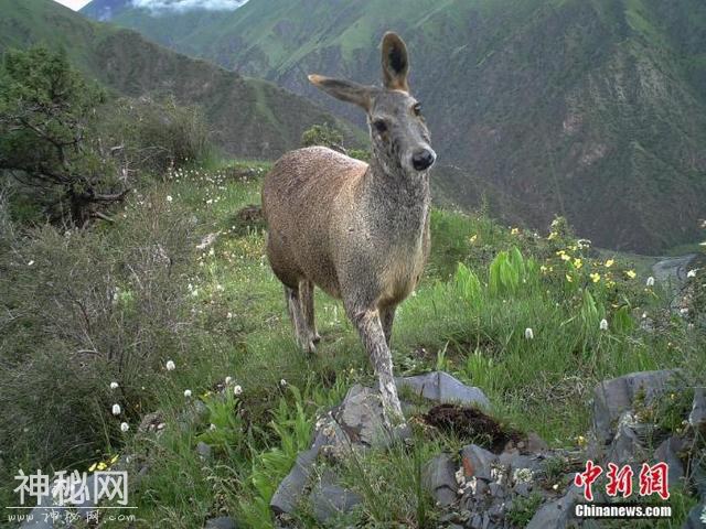 “秘境之眼”记录澜沧江源多种野生动物-9.jpg